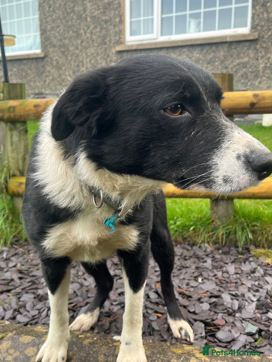 Border Collie dogs for sale: Border Collie Bitch - Advert 4