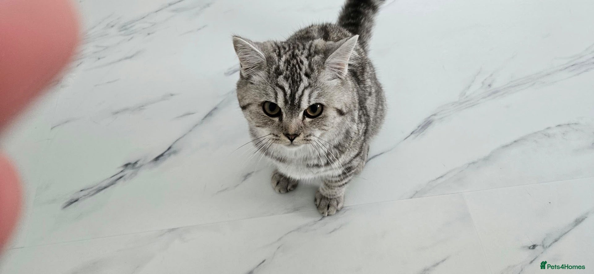 British Shorthair cats British shorthair champion GCCF registered  - Advert 1