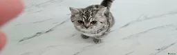 British Shorthair cats for sale: British shorthair champion GCCF registered  - Advert 1