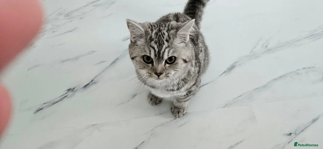 British Shorthair cats for sale: British shorthair champion GCCF registered  - Advert 1