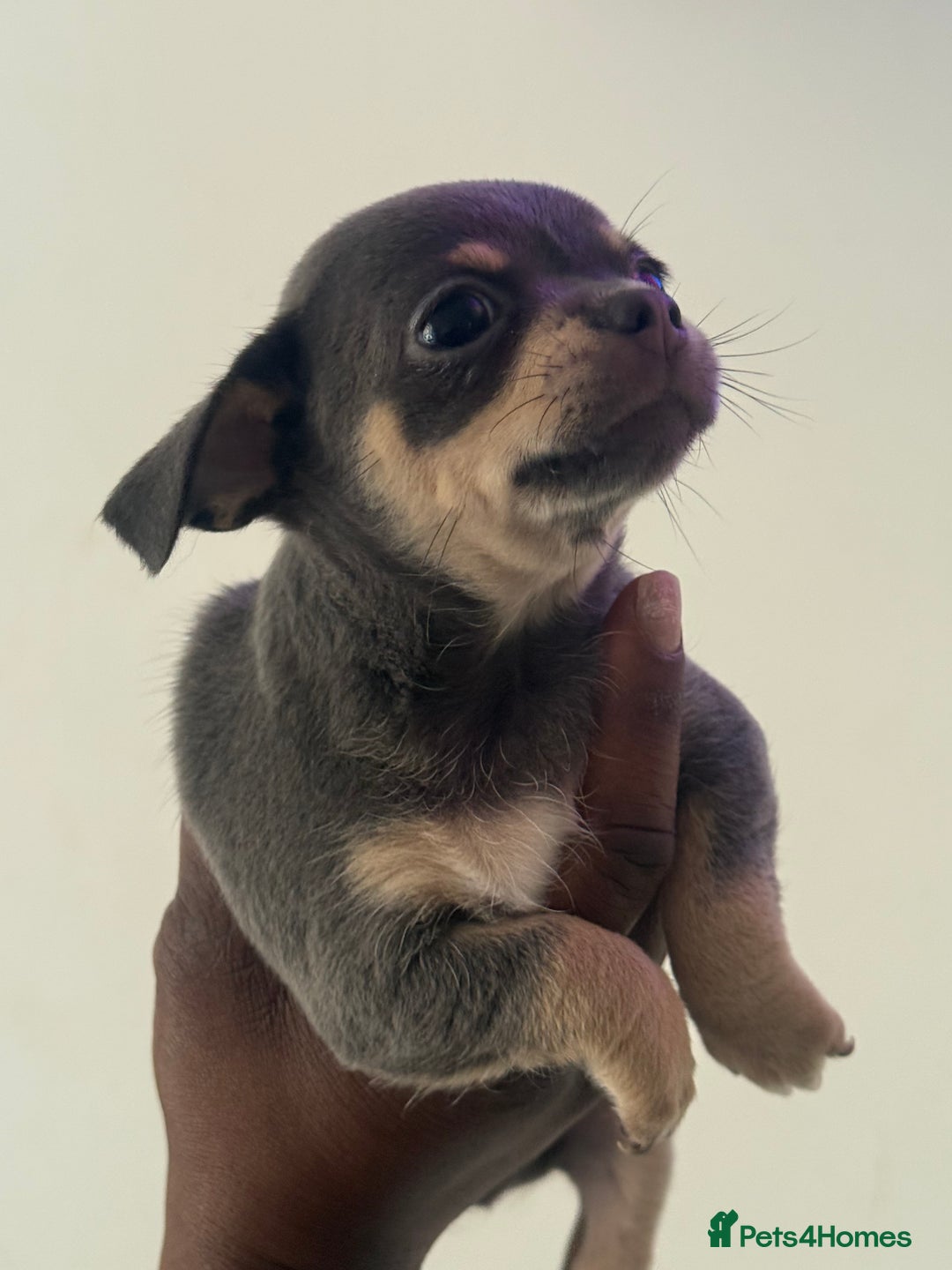 Chihuahua dogs for sale: Stunning chihuahua puppies  - Image 11