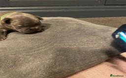 French Bulldog dogs for sale: 7 beautiful male French bull dog pups - Image 12