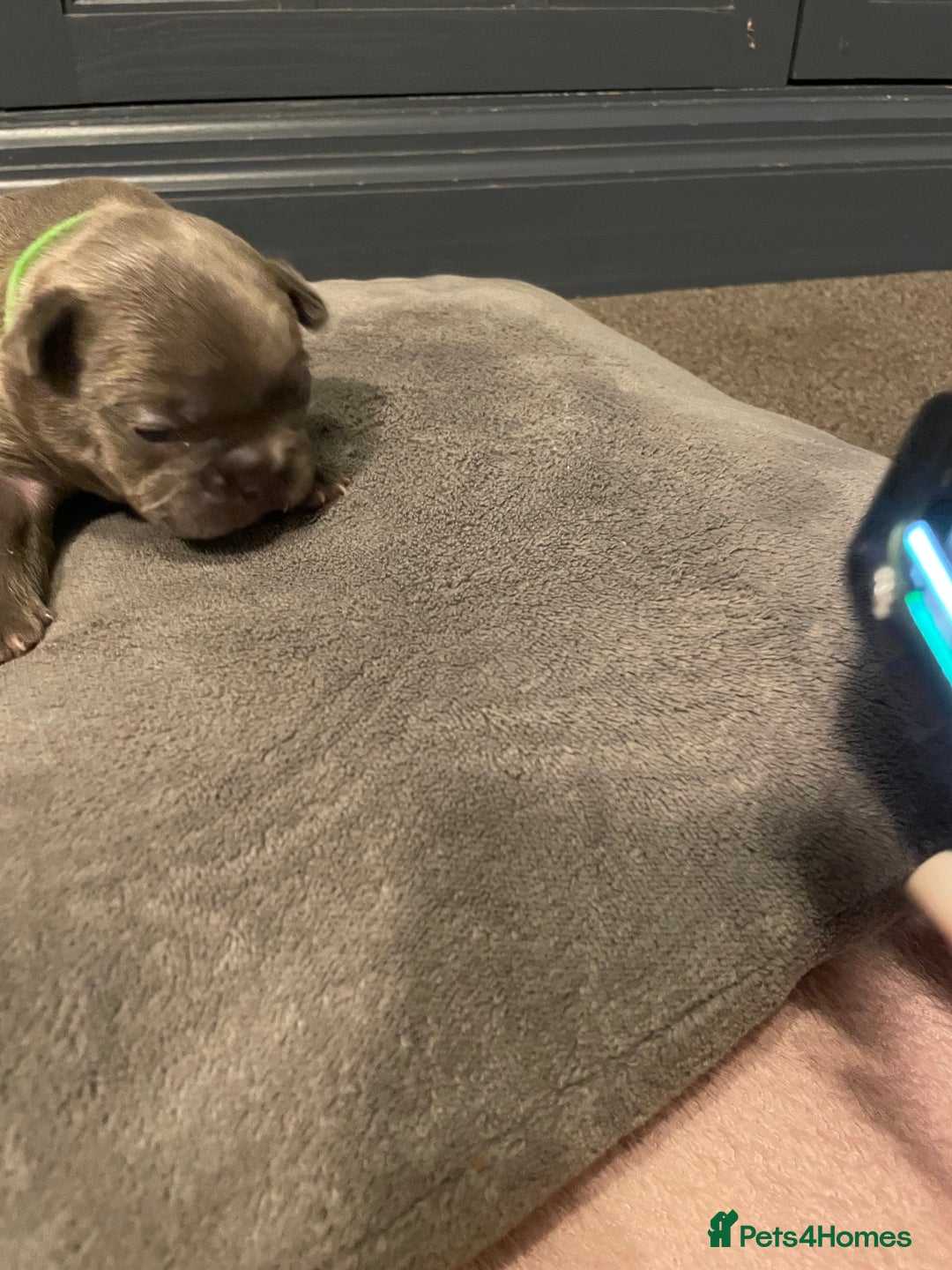 French Bulldog dogs for sale: 7 beautiful male French bull dog pups - Image 12