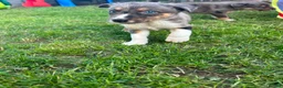 Border Collie dogs for sale: 6 blue merle border collies puppys  - Advert 18