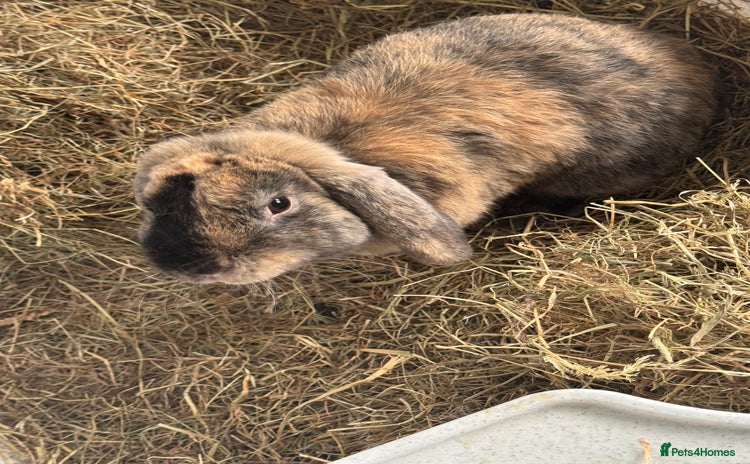 English rabbits - Advert 1