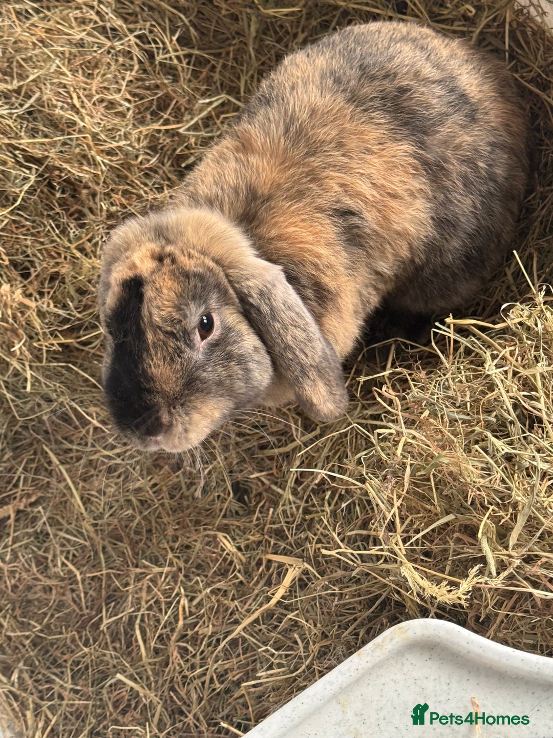 English rabbits for sale: Rabbit free to good home - Image 1