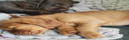 Cocker Spaniel dogs for sale: **2 LEFT** KC Reg Chocolate Working Cocker Spaniel - Advert 4