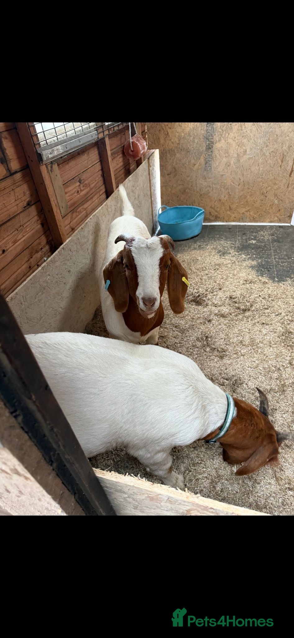 Goats livestock 2x Boer goats  - Advert 2