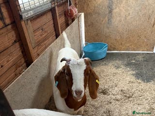 Goats livestock 2x Boer goats - Advert 1
