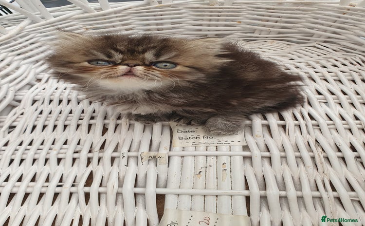 Persian cats - Advert 9
