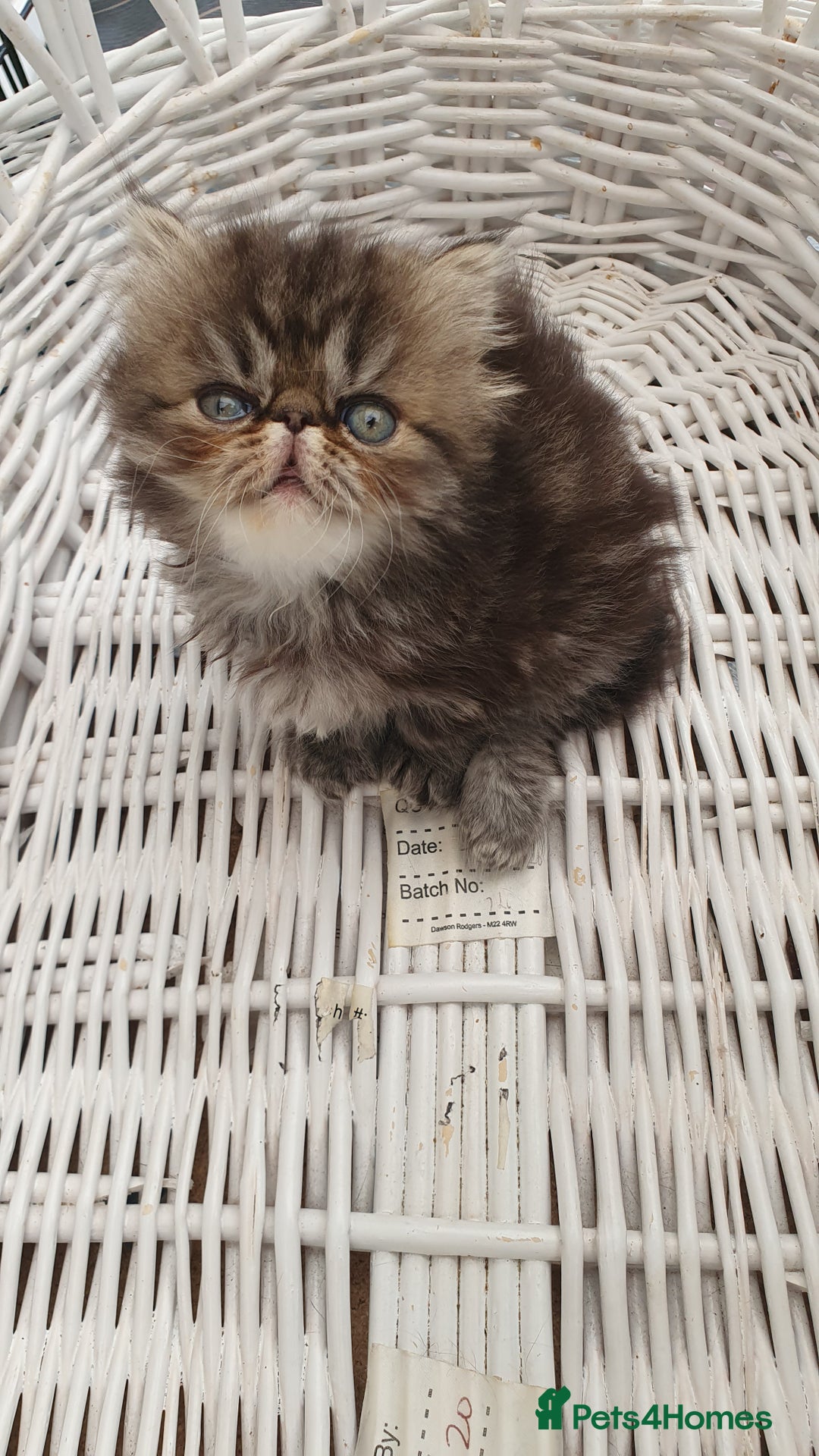 Persian cats for sale: Pure long hair Persian boys and girls  - Image 1