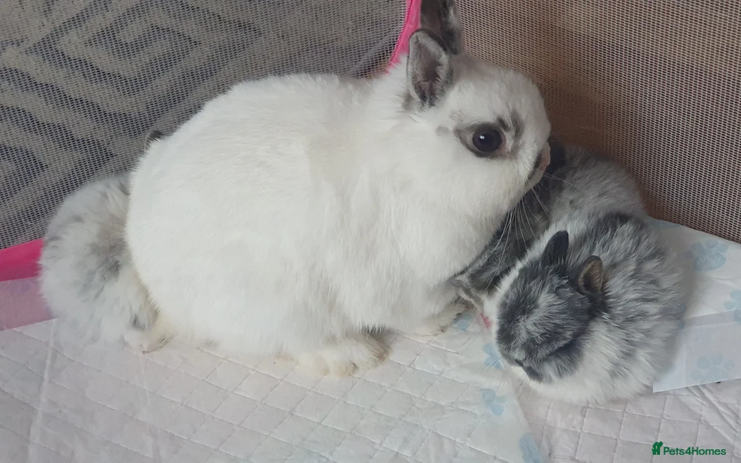 Netherland Dwarf rabbits for sale: 4 Beautiful Netherland Dwarf Buns in Pinner - Advert 15