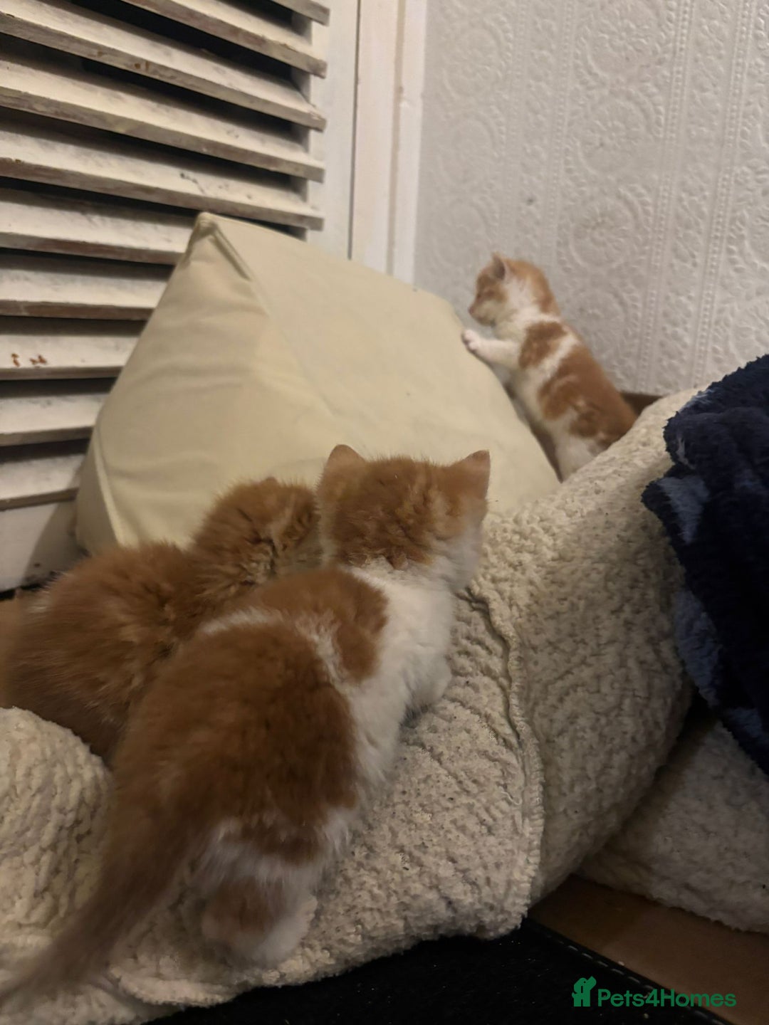 Mixed Breed cats for sale: 5 KITTENS IN SEARCH OF THEIR FOREVER HOMES  - Advert 11