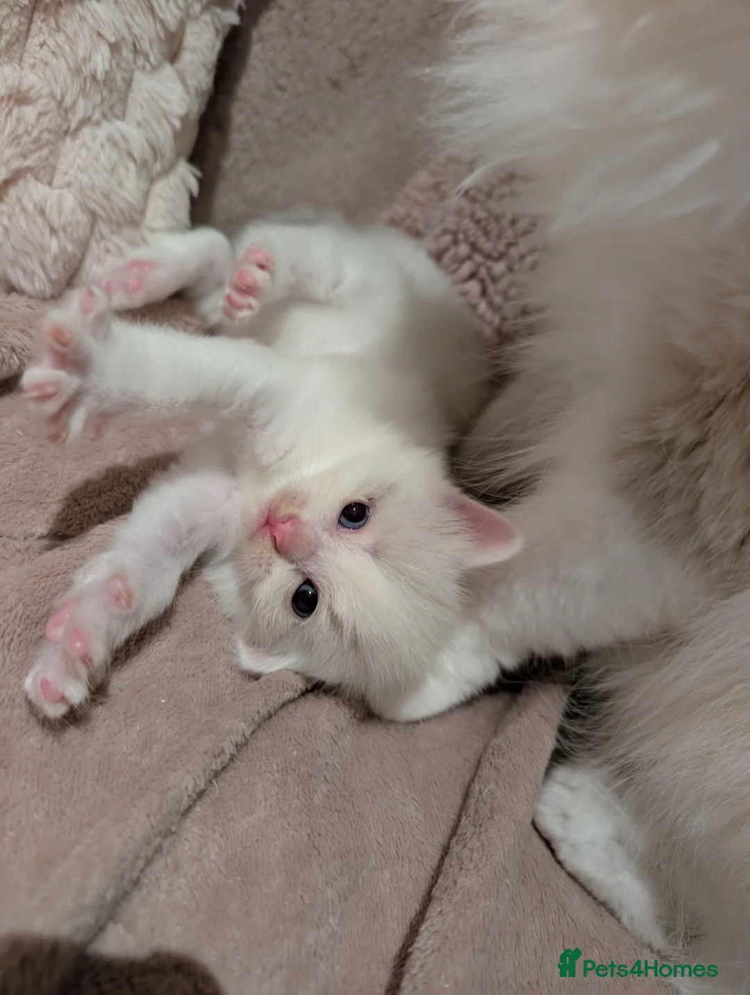 Ragdoll cats for sale: Ragdoll kittens for sale  in Newton Abbot - Advert 8