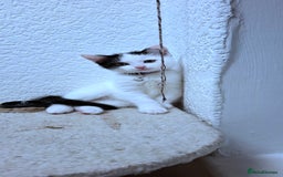 Mixed Breed cats for sale: Cute Furry Friends Ready to find new home. - Image 12