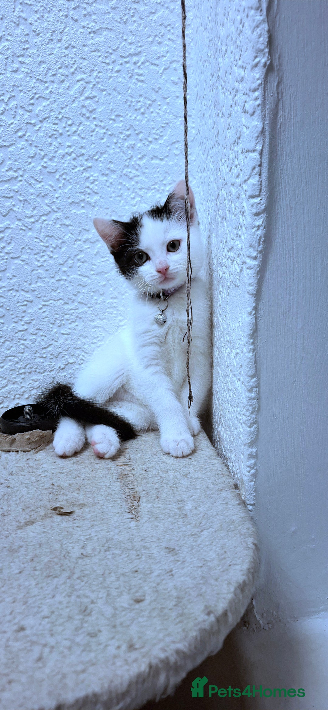 Mixed Breed cats for sale: Cute Furry Friends Ready to find new home. - Image 12