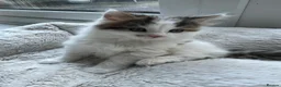 British Longhair cats for sale: CUTE FLUFFY KITTENS LOOKING FOR A FOREVER HOME - Advert 19