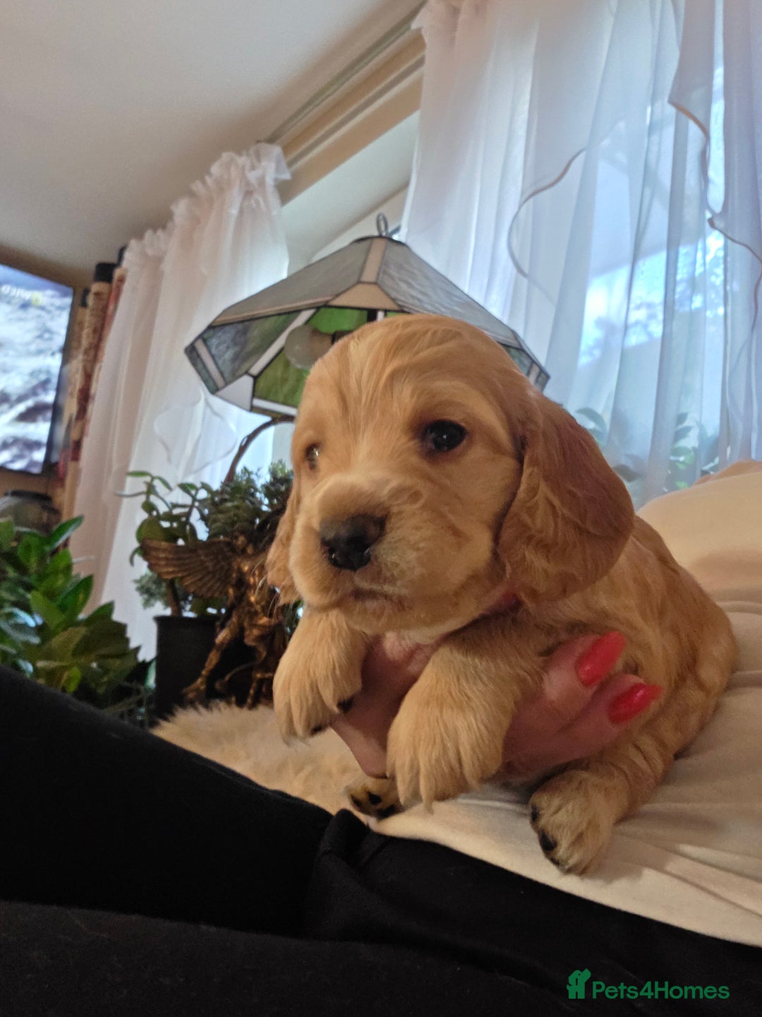 Cocker Spaniel dogs for sale: Beautiful and sweet puppy😊 - Image 19