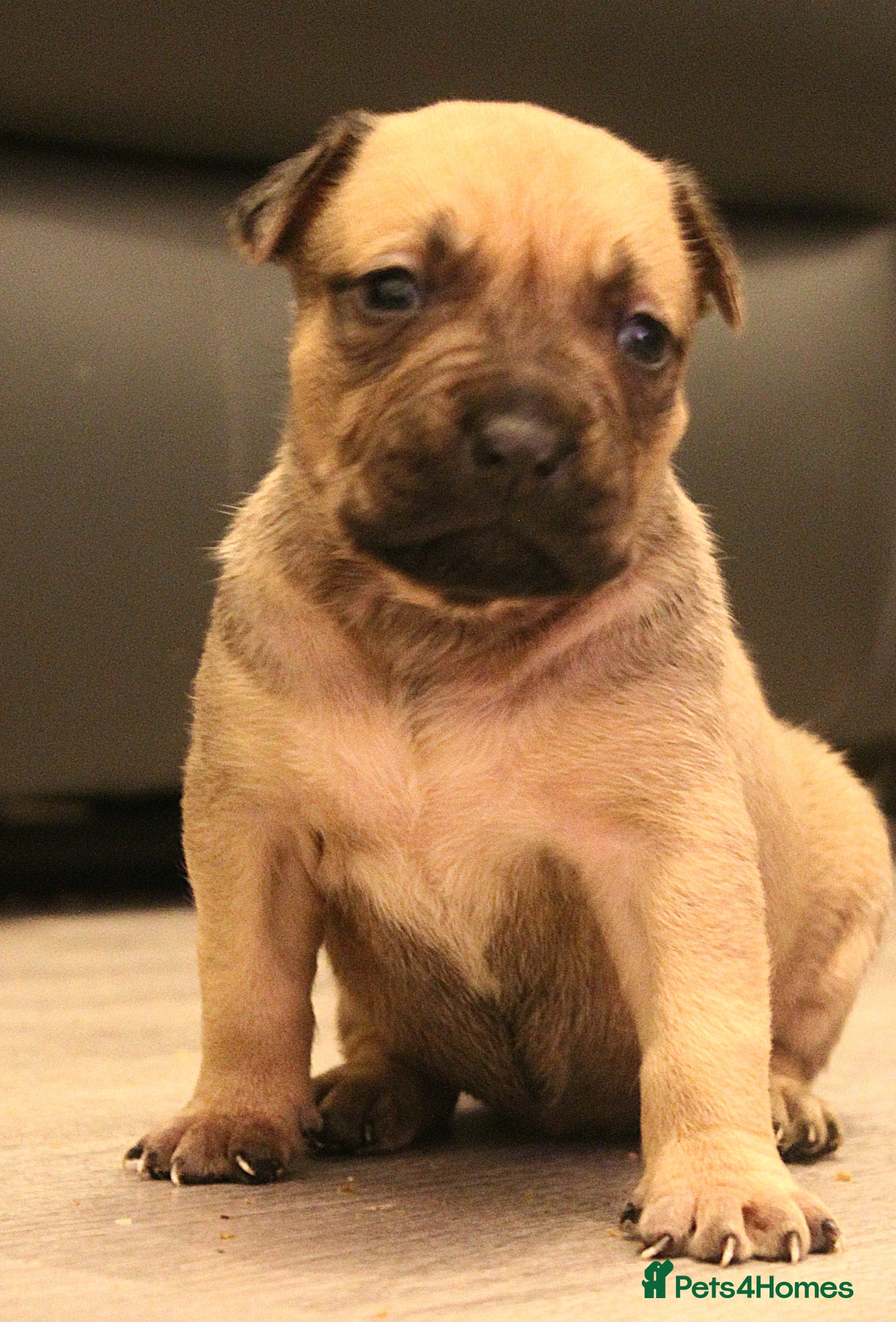 Mixed Breed dogs Bull herders  - Advert 1
