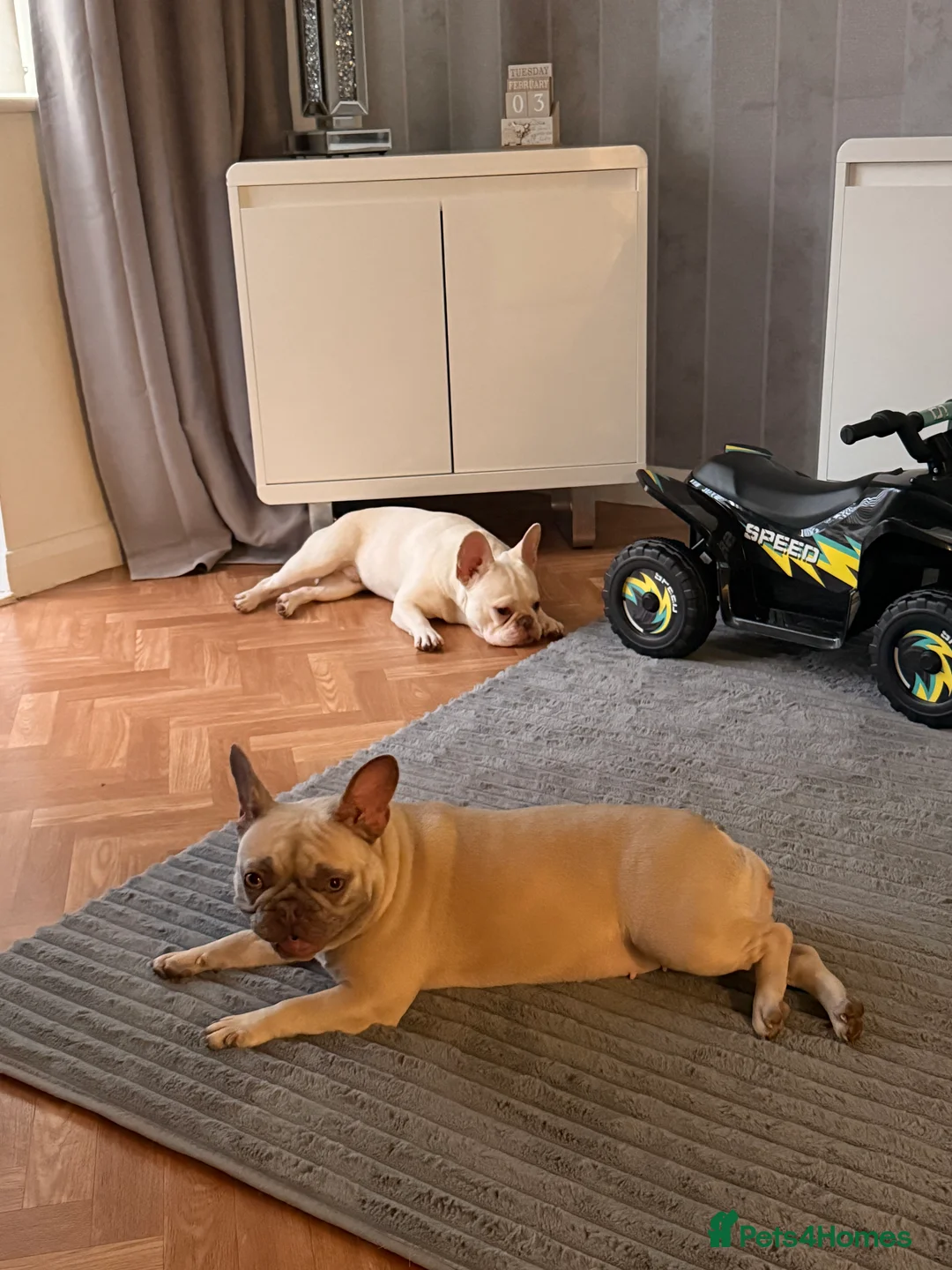 French Bulldog dogs for sale: Female French Bulldog  - Advert 1