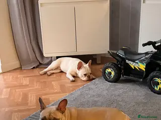 French Bulldog dogs Female French Bulldog - Advert 1