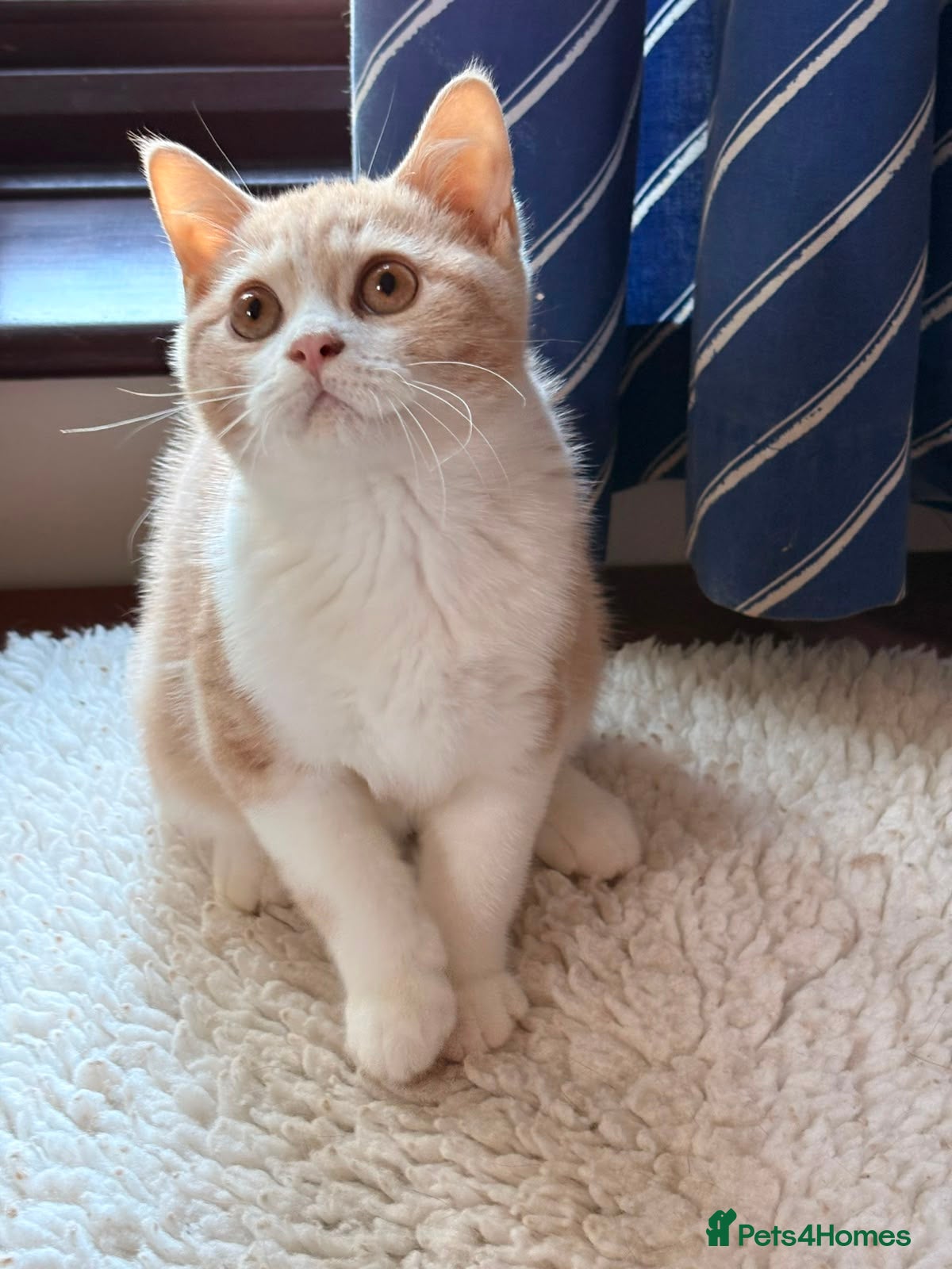 British Shorthair cats British Shorthair kittens - Advert 2