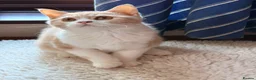 British Shorthair cats for sale: British Shorthair kittens - Advert 2
