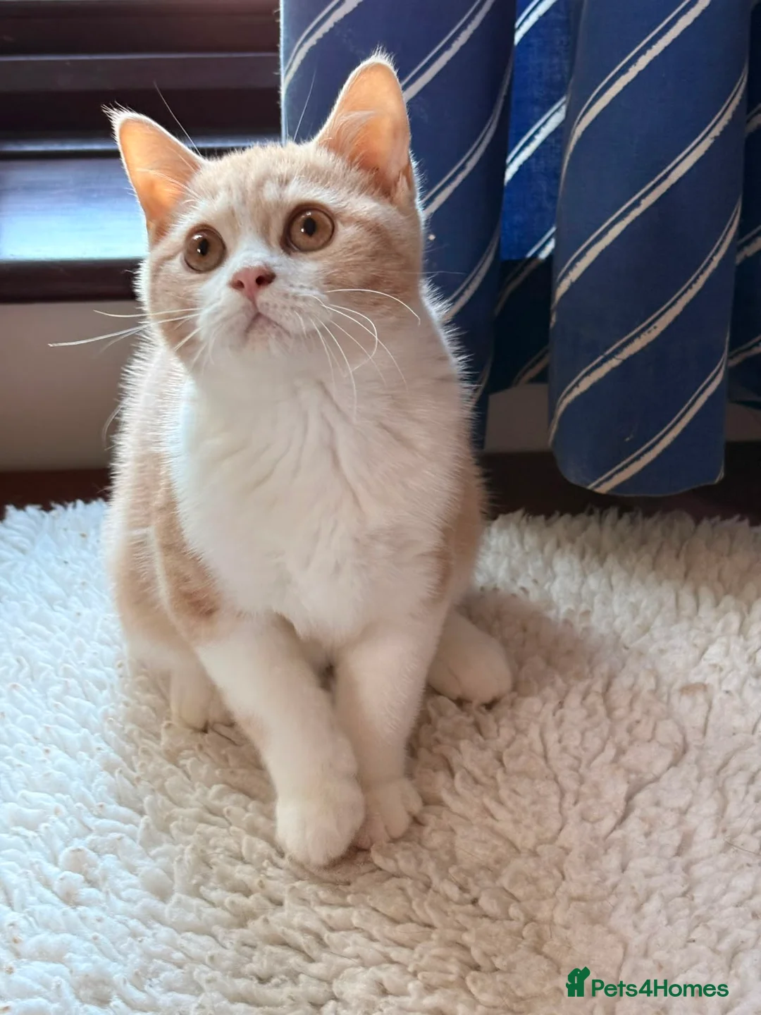 British Shorthair cats for sale: British Shorthair kittens - Advert 2