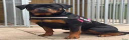 Rottweiler dogs for sale: Rottie pups due May in South Shields - Advert 2