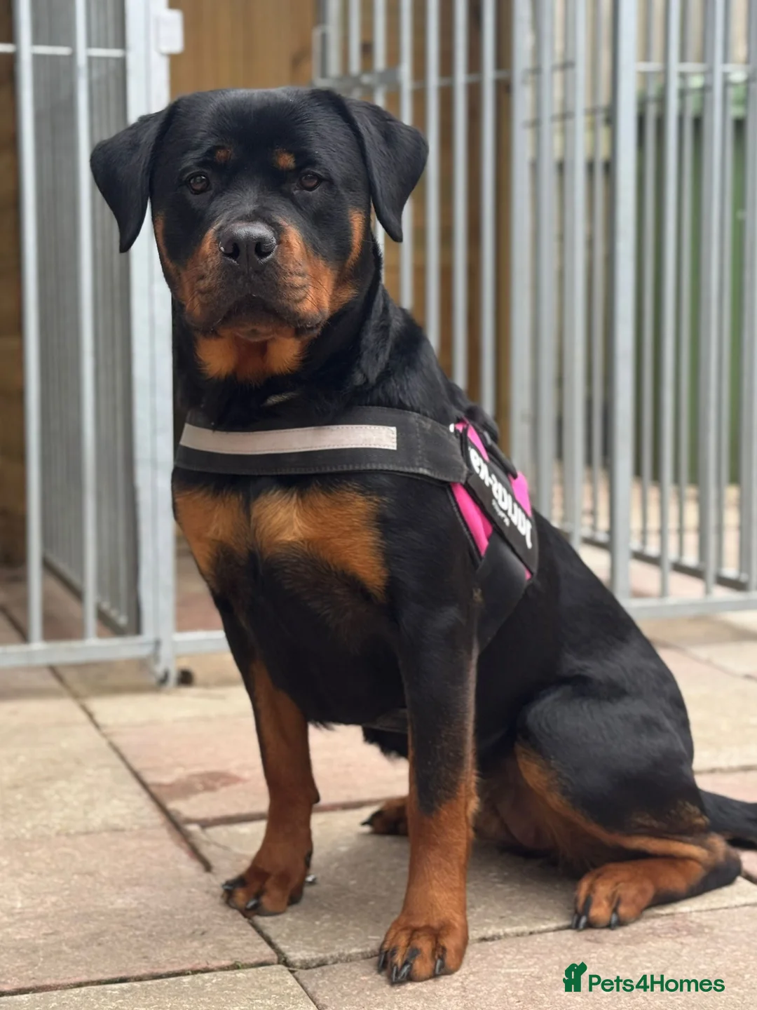 Rottweiler dogs for sale: Rottie pups due May in South Shields - Advert 2