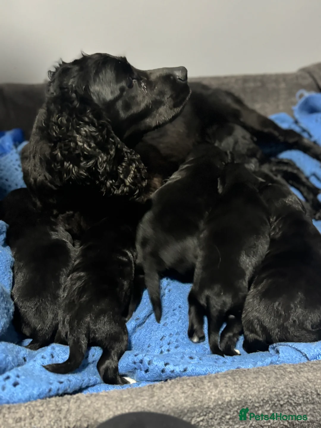 Mixed Breed dogs for sale: Adorable Cocker x Border Collie - Advert 2