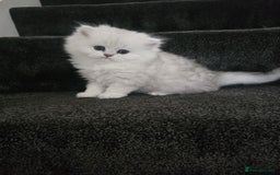 Persian cats for sale: Pure breed doll face persian chinchilla  - Advert 6