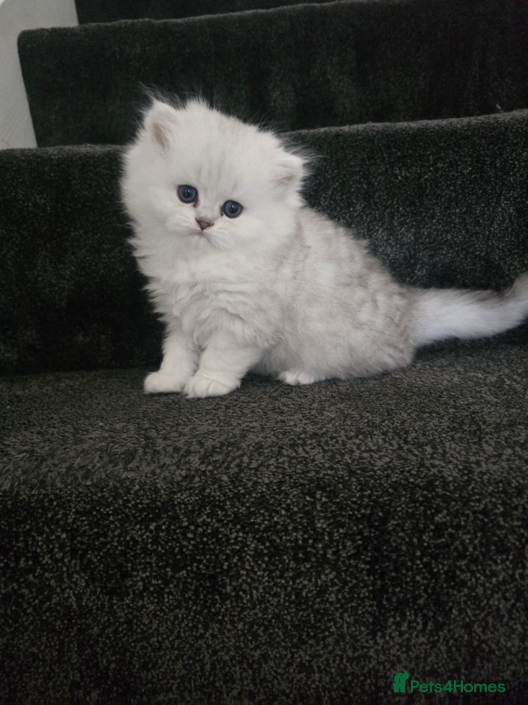 Persian cats for sale: Pure breed doll face persian chinchilla  - Advert 6