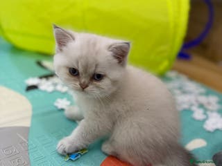 Mixed Breed cats Beautiful British straight = Chinchilla boy - Advert 1