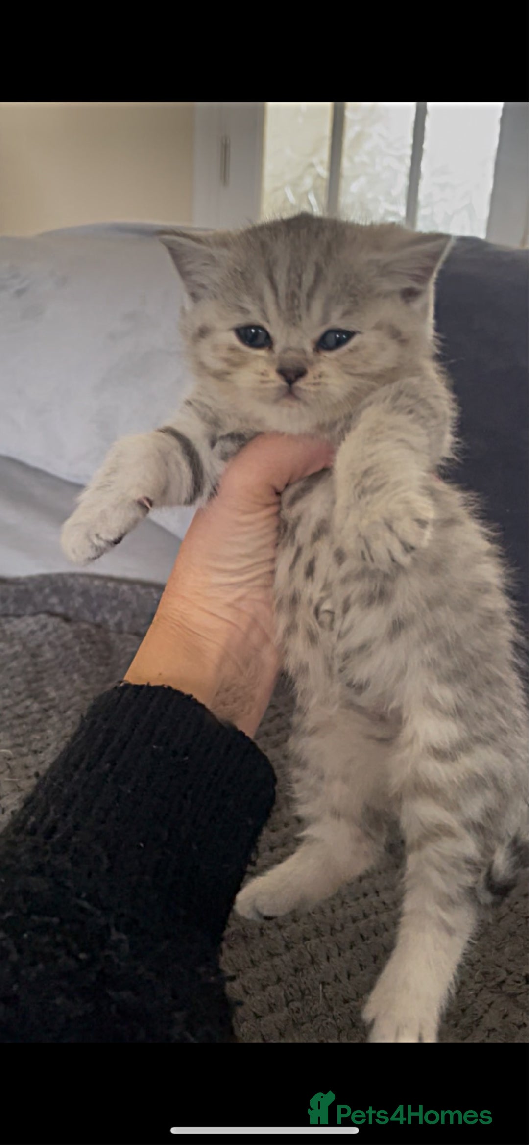 British Shorthair cats for sale: Beautiful GCCF reg BSH female kitten  - Advert 5