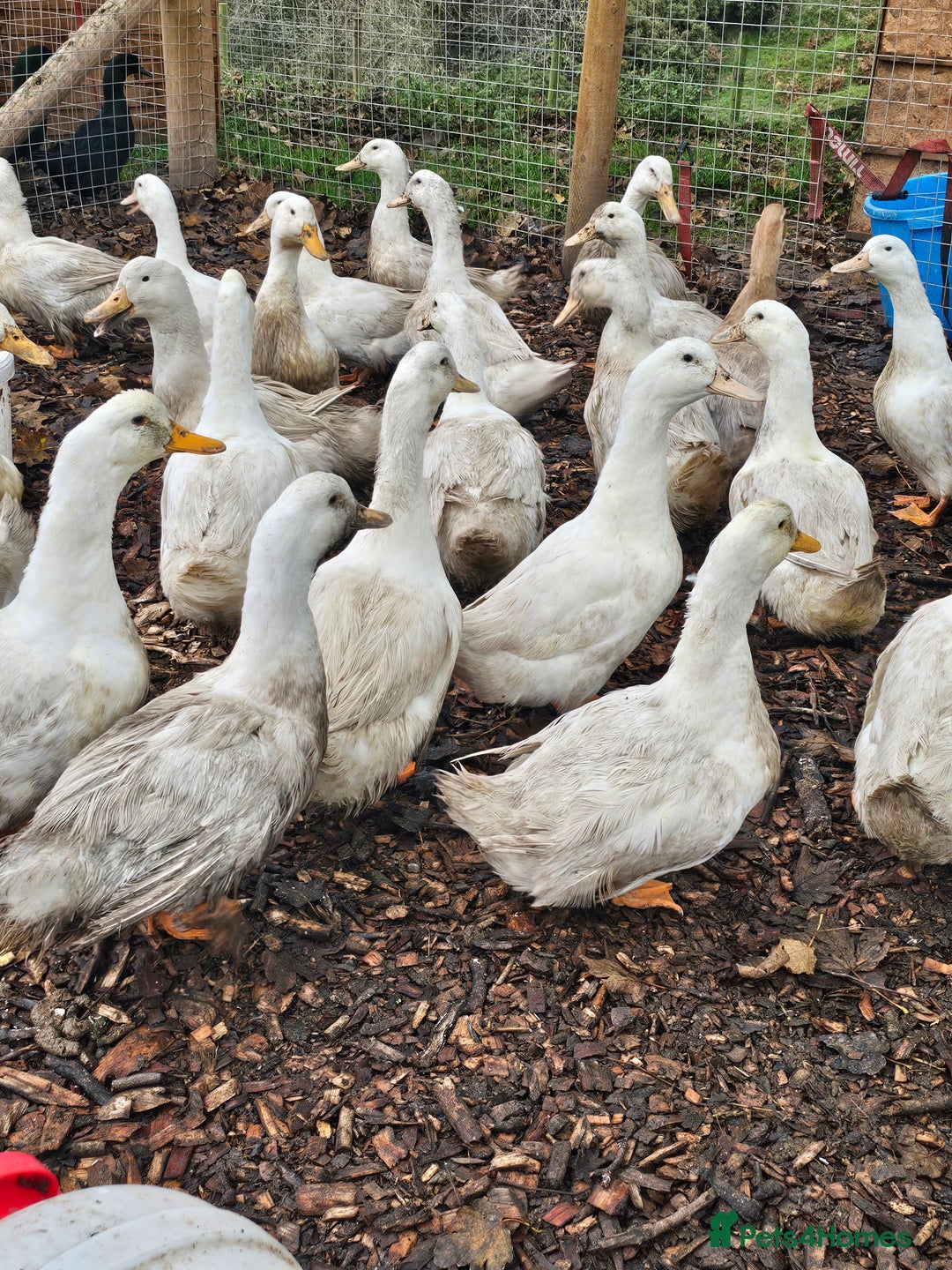 Chickens poultry for sale: Brahma, rhode island, sussex, ducks - Image 3
