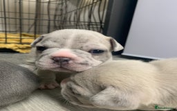 French Bulldog dogs for sale: French bulldog puppies with lilac and merle  - Image 25
