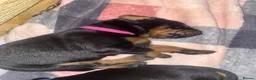 Dobermann dogs for sale: Doberman puppies - Advert 9