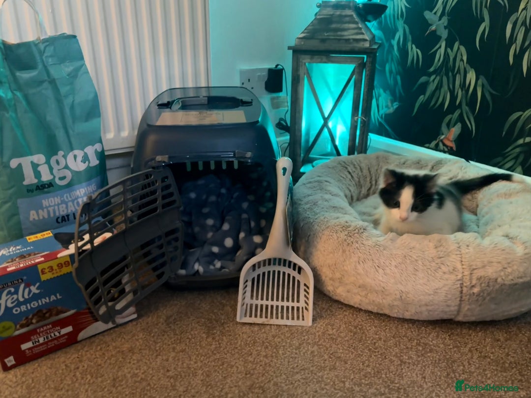 Mixed Breed cats for sale: Beautiful 12 Week Old Kitten - Advert 4