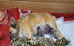 French Bulldog dogs for sale: Stunning boys - Image 5