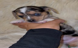 Chiweenie dogs for sale: Gorgeous Mini Dachshund X Puppies🐾 - Advert 28