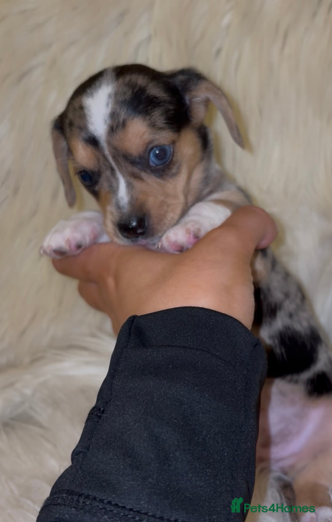 Chiweenie dogs for sale: Gorgeous Mini Dachshund X Puppies🐾 - Advert 28
