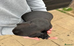 Mixed Breed dogs for sale: Outstanding quality litter of twelve pups - Image 24