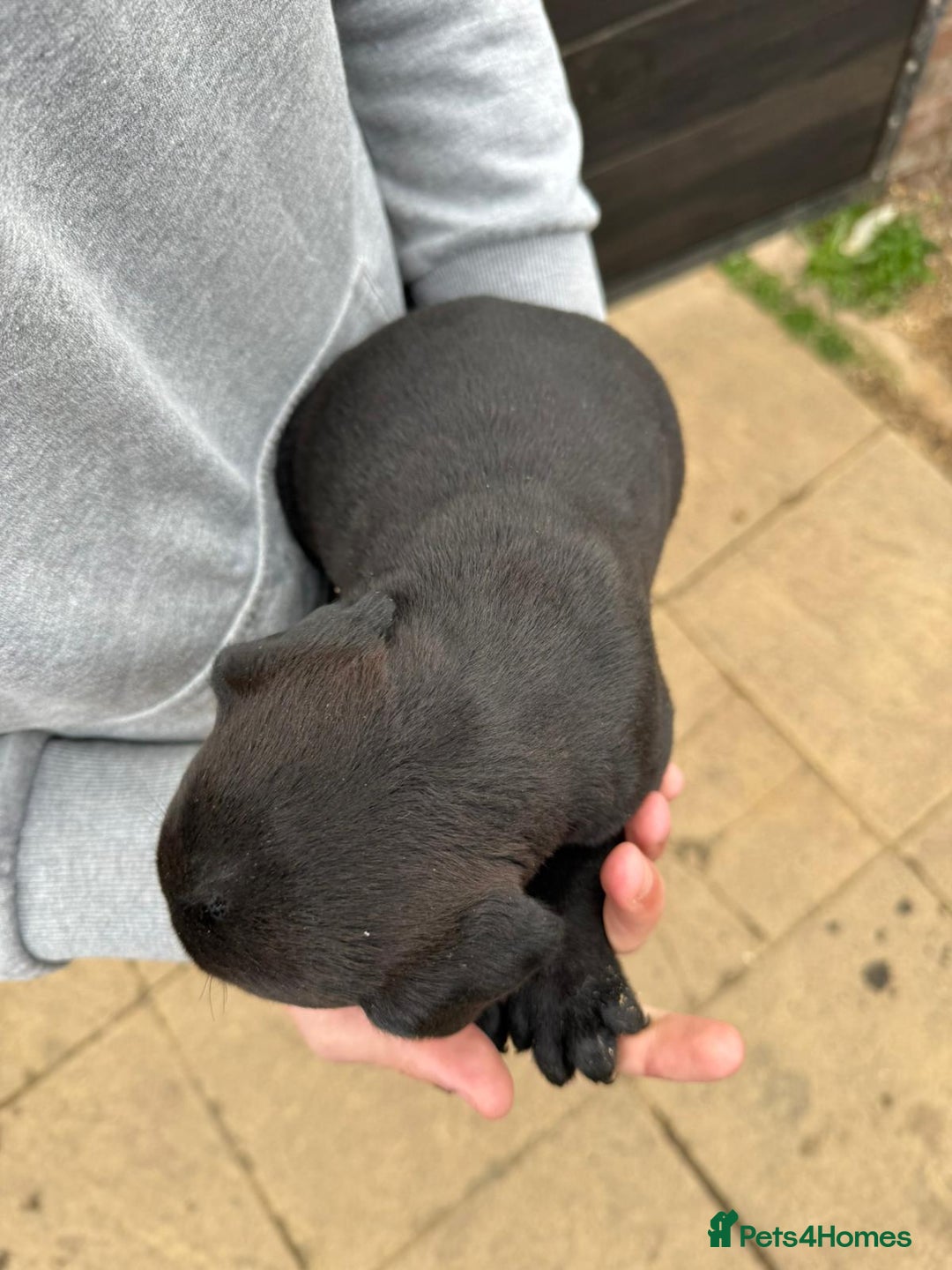 Mixed Breed dogs for sale: Outstanding quality litter of twelve pups - Image 24
