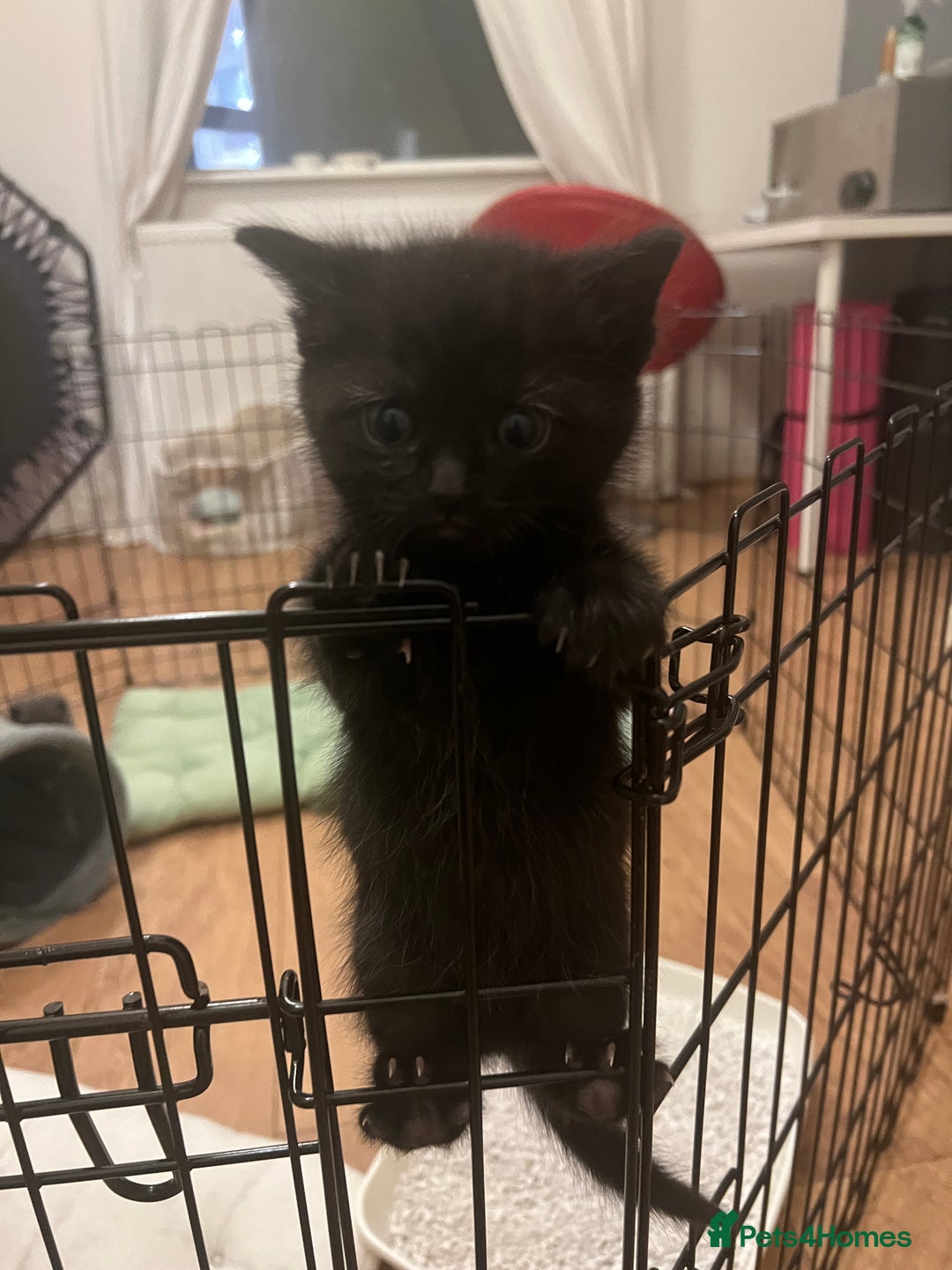 Mixed Breed cats for sale: Beautiful mixed bread kittens  - Image 4