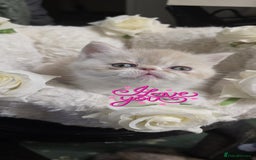 Persian cats for sale: Two beautiful MALE kittens 🐈‍⬛ 🐈‍⬛  - Image 7