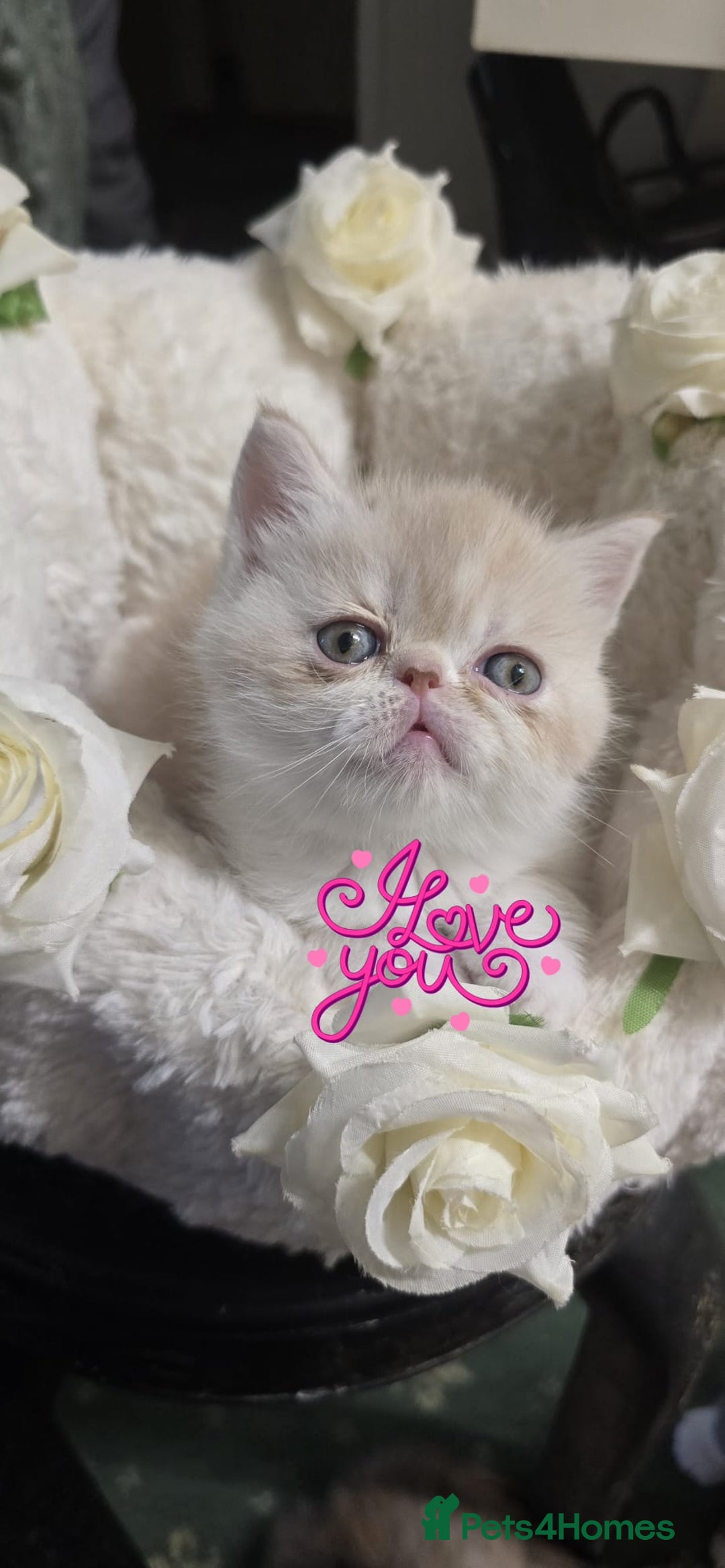 Persian cats for sale: Two beautiful MALE kittens 🐈‍⬛ 🐈‍⬛  - Image 7