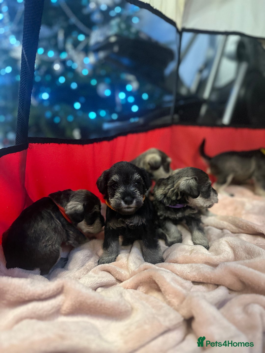 Miniature Schnauzer dogs for sale: OUTSTANDING CHAMPION LINES PUPPIES  - Advert 29