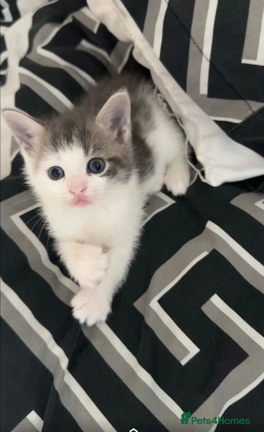 Mixed Breed cats for sale: Beautiful bengal x korat kittens  - Advert 2