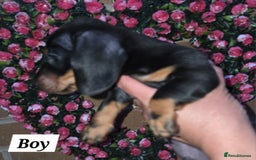 Miniature Dachshund dogs for sale: Kc registered quality mini dachshund puppies - Image 22